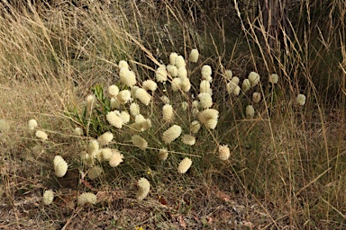APII jpeg image of Ptilotus macrocephalus  © contact APII