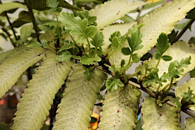 APII jpeg image of Callipteris prolifera  © contact APII