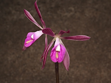 APII jpeg image of Nervilia dallachyana  © contact APII