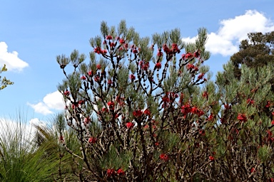APII jpeg image of Calothamnus tuberosus  © contact APII