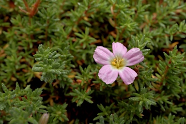 APII jpeg image of Frankenia connata  © contact APII