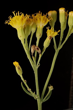 APII jpeg image of Senecio cunninghamii var. cunninghamii  © contact APII