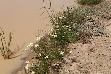 APII jpeg image of Brachyscome smithwhitei  © contact APII