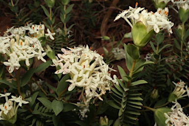 APII jpeg image of Pimelea linifolia subsp. linifolia  © contact APII