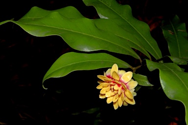 APII jpeg image of Eupomatia bennettii  © contact APII