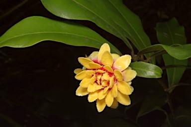 APII jpeg image of Eupomatia bennettii  © contact APII