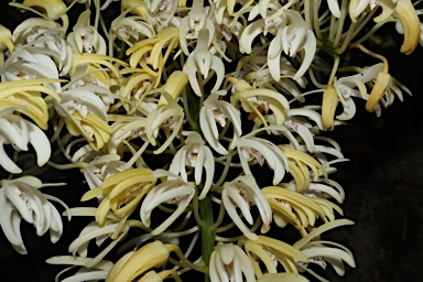 APII jpeg image of Dendrobium speciosum subsp. grandiflorum  © contact APII