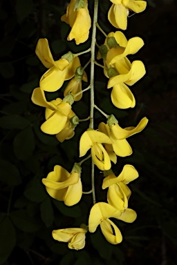 APII jpeg image of Laburnum anagyroides  © contact APII