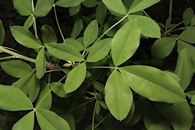 APII jpeg image of Laburnum anagyroides  © contact APII