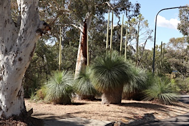 APII jpeg image of Xanthorrhoea glauca  © contact APII