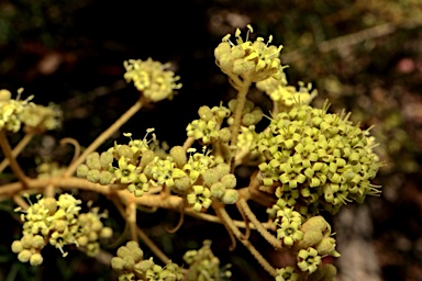 APII jpeg image of Astrotricha sp. Wallagaraugh River (R.O.Makinson 1228)  © contact APII