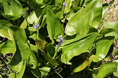 APII jpeg image of Pontederia cordata  © contact APII