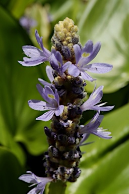 APII jpeg image of Pontederia cordata  © contact APII