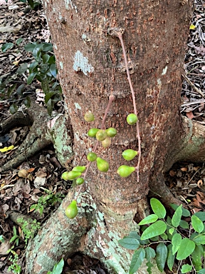 APII jpeg image of Dysoxylum pachyphyllum  © contact APII