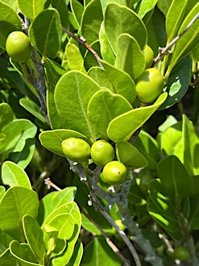 APII jpeg image of Drypetes deplanchei  © contact APII