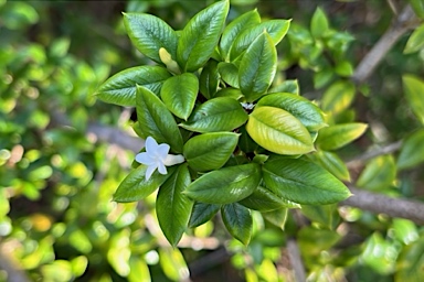 APII jpeg image of Alyxia ruscifolia  © contact APII