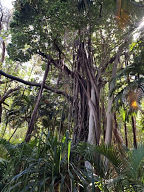 APII jpeg image of Ficus macrophylla f. columnaris  © contact APII