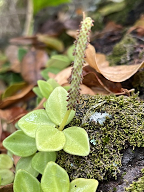 APII jpeg image of Peperomia tetraphylla  © contact APII
