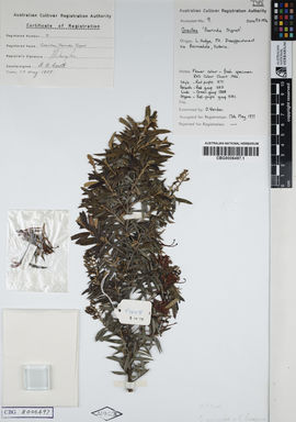 APII jpeg image of Grevillea juniperina 'Poorinda Signet'  © contact APII