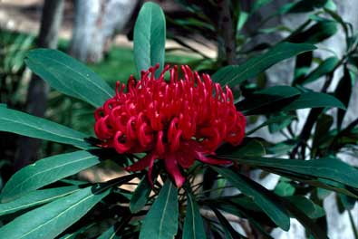 APII jpeg image of Telopea mongaensis x speciosissima  © contact APII