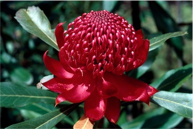 APII jpeg image of Telopea speciosissima  © contact APII