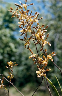 APII jpeg image of Dendrobium trilamellatum  © contact APII
