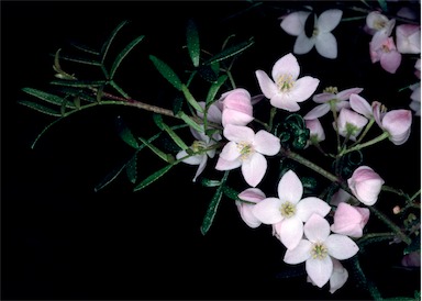 APII jpeg image of Boronia 'Sunset Serenade'  © contact APII