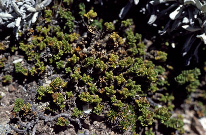 APII jpeg image of Veronica densifolia  © contact APII