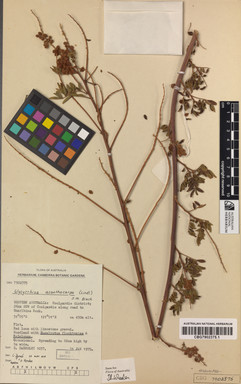 APII jpeg image of Glycyrrhiza acanthocarpa  © contact APII