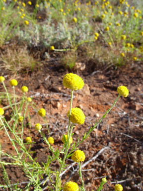 APII jpeg image of Calocephalus platycephalus  © contact APII