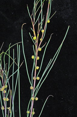 APII jpeg image of Acacia juncifolia  © contact APII