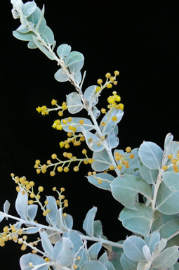 APII jpeg image of Acacia podalyriifolia  © contact APII