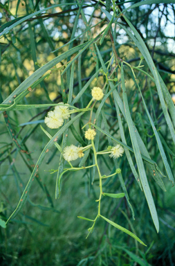 APII jpeg image of Acacia salicina  © contact APII