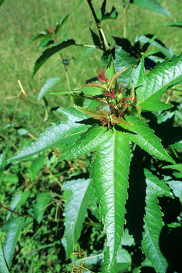 APII jpeg image of Adriana tomentosa var. tomentosa  © contact APII