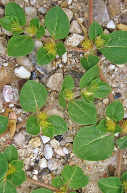 APII jpeg image of Alternanthera pungens  © contact APII