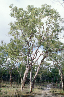 APII jpeg image of Angophora leiocarpa  © contact APII