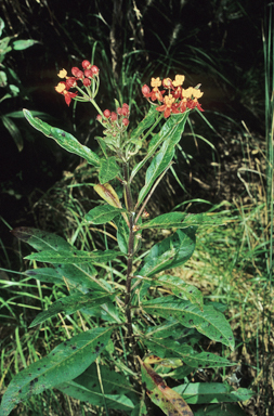 APII jpeg image of Asclepias curassavica  © contact APII