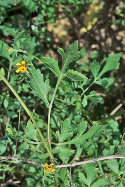 APII jpeg image of Bidens bipinnata  © contact APII