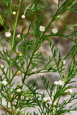 APII jpeg image of Boronia bipinnata  © contact APII