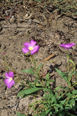 APII jpeg image of Calandrinia balonensis  © contact APII