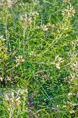 APII jpeg image of Cassinia laevis  © contact APII