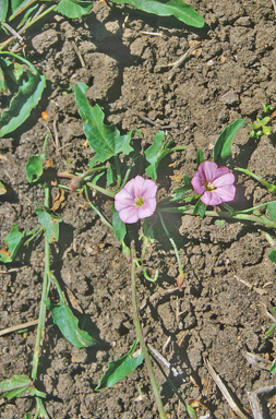 APII jpeg image of Convolvulus graminetinus  © contact APII