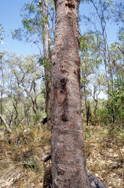 APII jpeg image of Corymbia erythrophloia  © contact APII