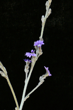 APII jpeg image of Dampiera discolor  © contact APII