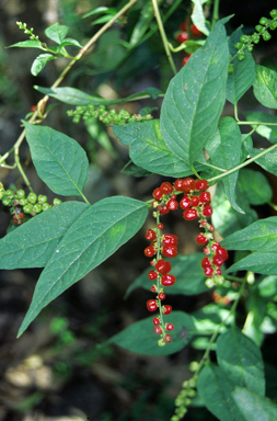 APII jpeg image of Deeringia amaranthoides  © contact APII