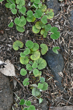 APII jpeg image of Dichondra repens  © contact APII