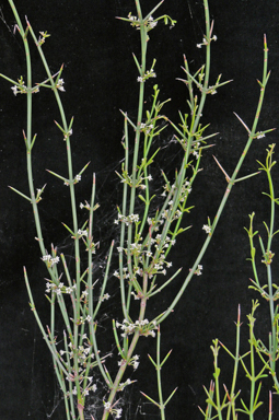 APII jpeg image of Discaria pubescens  © contact APII