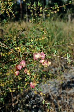 APII jpeg image of Dodonaea peduncularis  © contact APII