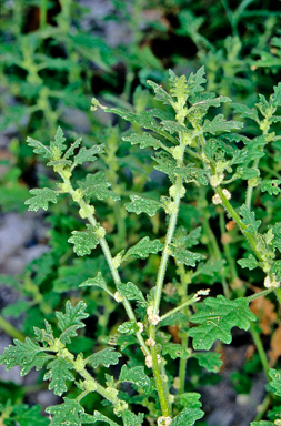 APII jpeg image of Dysphania cristata  © contact APII