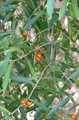 APII jpeg image of Elaeodendron australe var. integrifolium  © contact APII